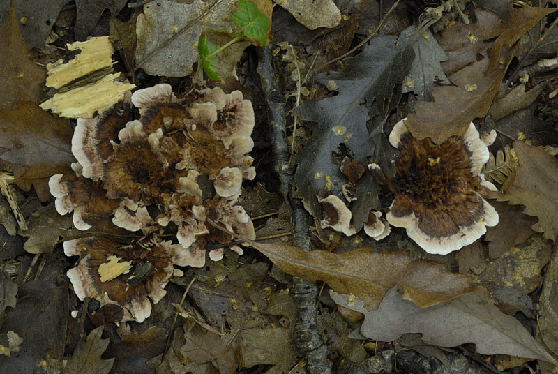 Hydnellum concrescens